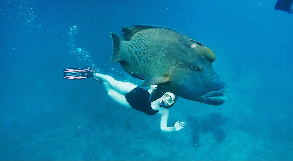 Student Perspective: Angus, the giant humpheaded wrasse | AUIP South ...