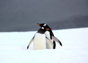 amanda-bluhm-walk-a-mile-for-the-love-of-penguins-antarctica-human-impacts-on-a-fragile-ecosystem-2015-clemson-university