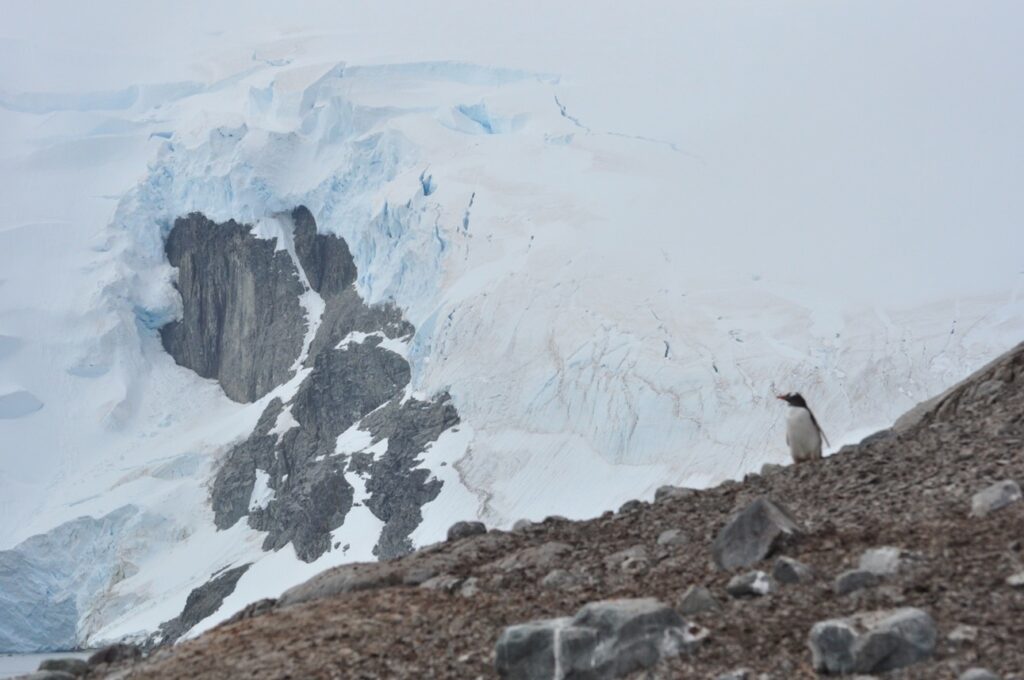 Gentoo Penguin overlooks the frozen landscape from the safety of their colony with glacier and snow behind