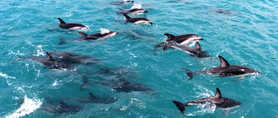 Study abroad programs with dolphin swim in New Zealand