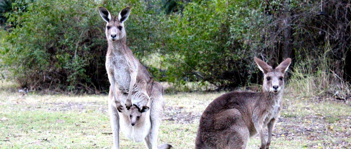 Faculty-led program services - kangaroo