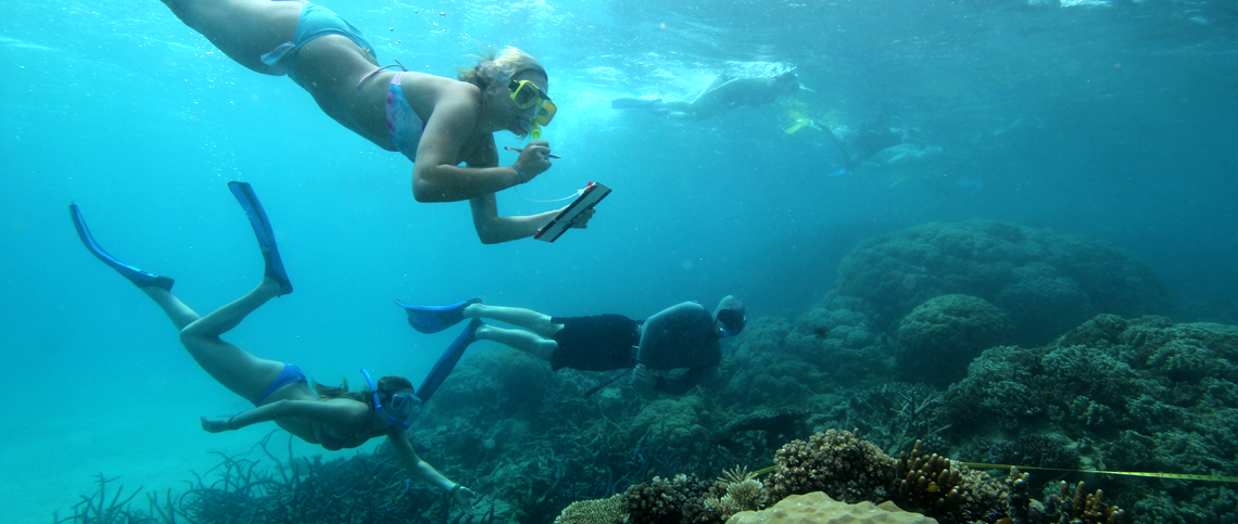 Get involved with your Great Barrier Reef study abroad experience