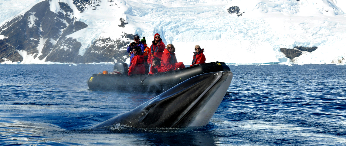 Study abroad in Antarctica whale
